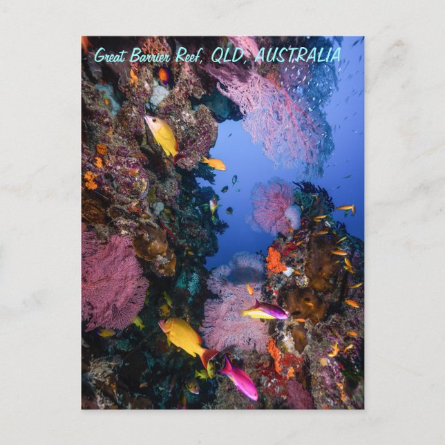 Carte postale de la Grande barrière de corail (Devant)