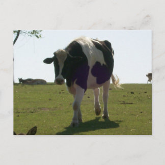 Carte postale de la grande vache