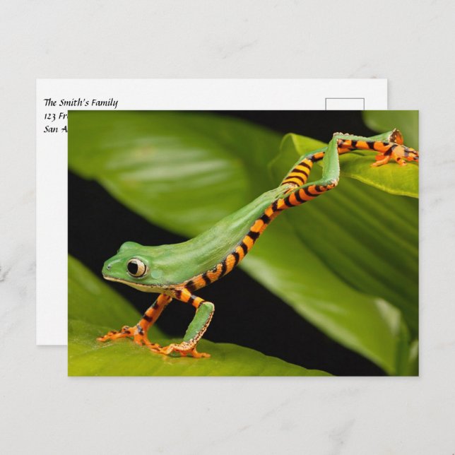 Carte postale de la grenouille arboricole du singe (Devant / Derrière)