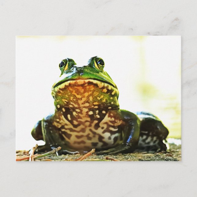 Carte postale de la grenouille taureau américaine (Devant)