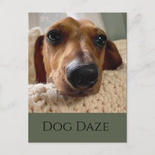 Carte postale de la journée du chien teckel