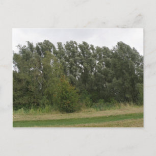 Carte postale de la ligne des arbres penchés