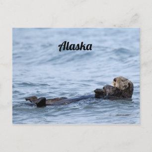 Carte postale de la loutre