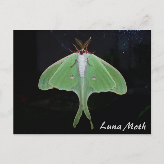 Carte postale de la lune moth (Devant)