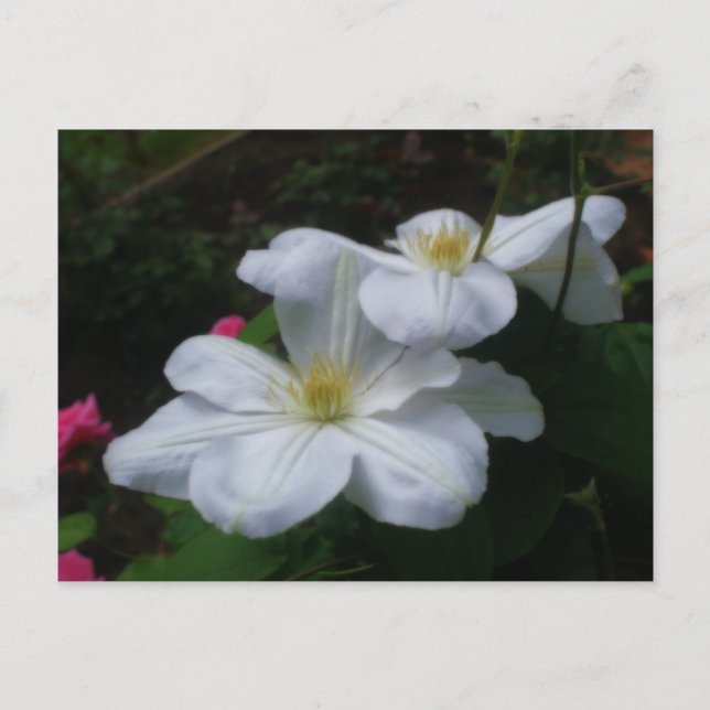Carte postale de la paire Clematis blanche (Devant)