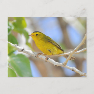 Carte postale de la Paruline Wilson