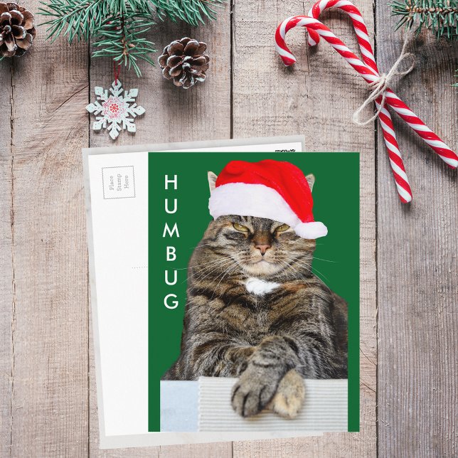 Carte postale de la photo de Noël Humbug (Christmas Cat Humbug Photo Postcard)