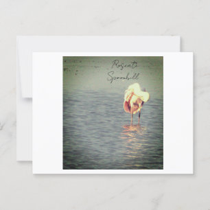 Carte postale de la photo Oiseau de Spoonbill Rose