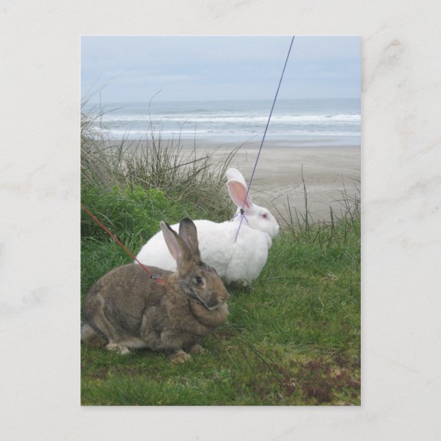 Carte postale de la plage (Devant)