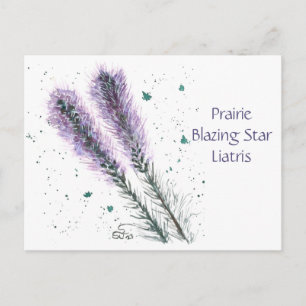 Carte postale de la Prairie Blazing Star