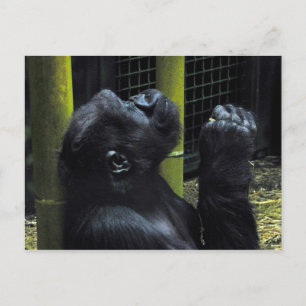 Carte postale de la prière de Gorilla