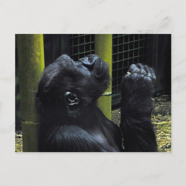 Carte postale de la prière de Gorilla (Devant)