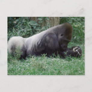 Carte postale de la prière Gorilla