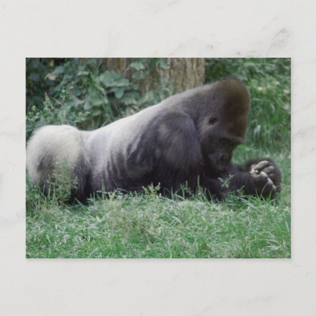 Carte postale de la prière Gorilla (Devant)