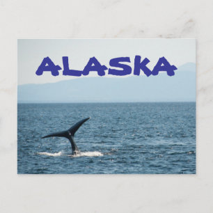 Carte postale de la queue de baleine Alaska paysag