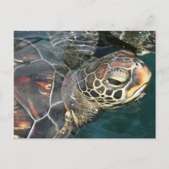 Carte postale de la tortue (Devant)
