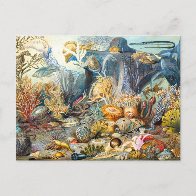 Carte postale de la vie océanique de Sommerville (Devant)