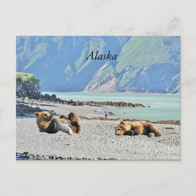 Carte postale de l'Alaska avec des oursons grizzli (Devant)