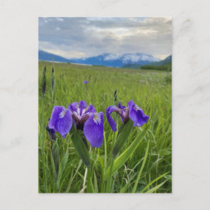 Carte postale de l'Alaska Purple Flower Botanical 