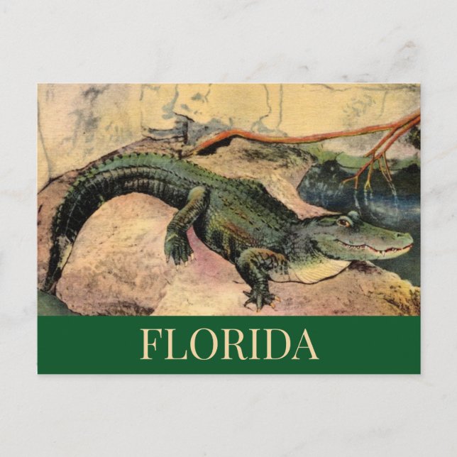 Carte postale de l'alligator de Floride (Devant)