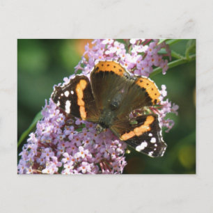 Carte postale de l'amiral rouge Papillon et Bouddl