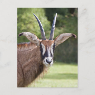 Carte postale de l'Antilope rouan