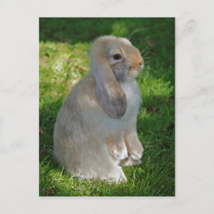 Carte postale de lapin Baby Minilop