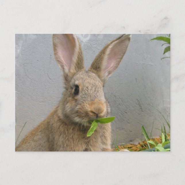 Carte postale de lapin de coton (Devant)