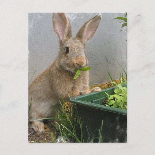 Carte postale de lapin de coton (Devant)