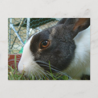 Carte postale de lapin Humbug