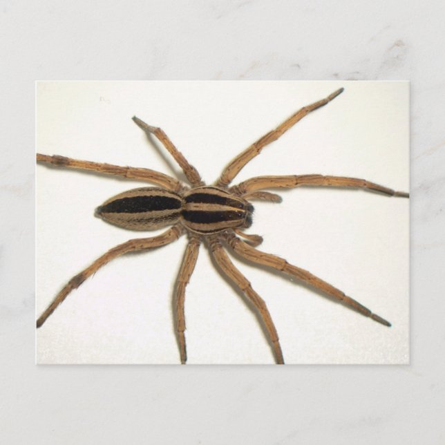 Carte postale de l'araignée loup enragée. (Devant)
