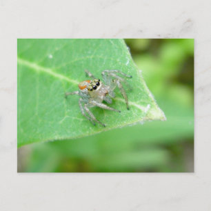 Carte postale de l'araignée sauteuse (Mavea inclem
