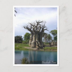 Carte postale de l'arbre du baobab