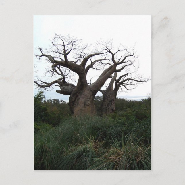 Carte postale de l'arbre du baobab (Devant)