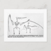 Carte postale de l'art squelette Pteranodon