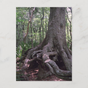 Carte postale de l'artefact de la forêt indienne p