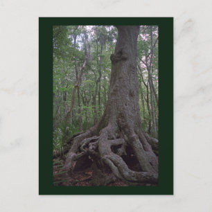 Carte postale de l'artefact de la forêt indienne p