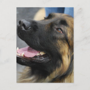 Carte postale de Leonberger