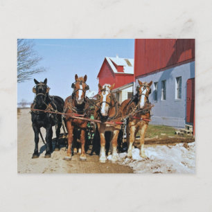 Carte postale de l'équipe de Cheval de l'Amish