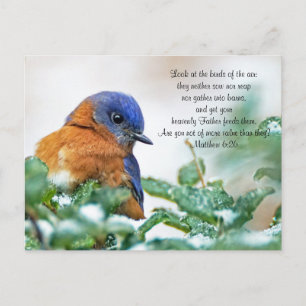 Carte postale de l'Est de Bluebird Matthew 6:26