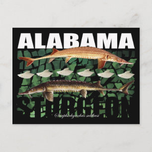 Carte postale de l'esturgeon de l'Alabama