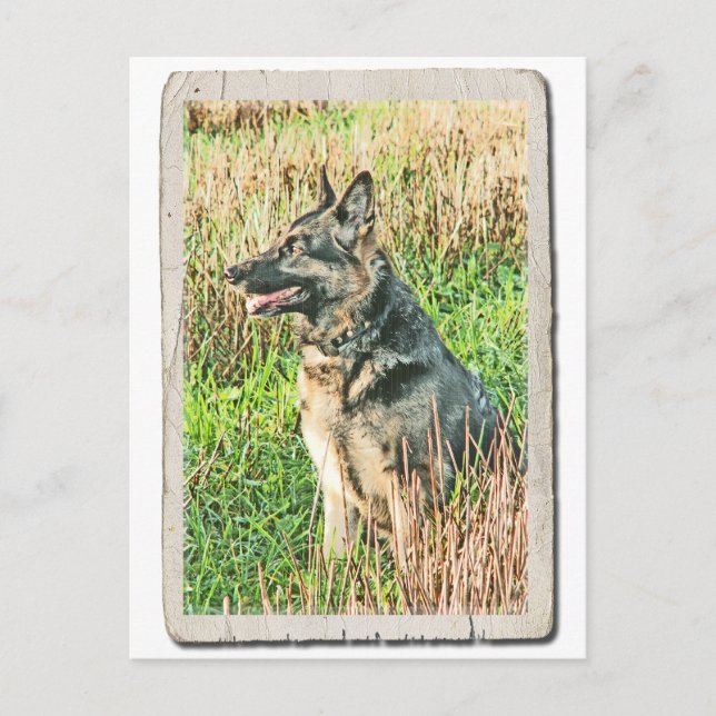Carte postale de l'hommage à Rin Tin Tin (Devant)