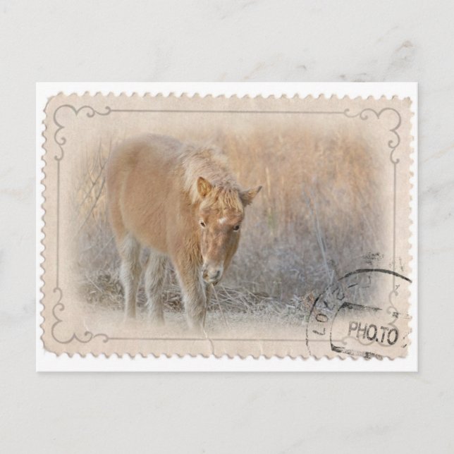 Carte postale de l'île Assateague (Devant)