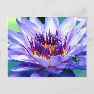 Carte postale de Lilly