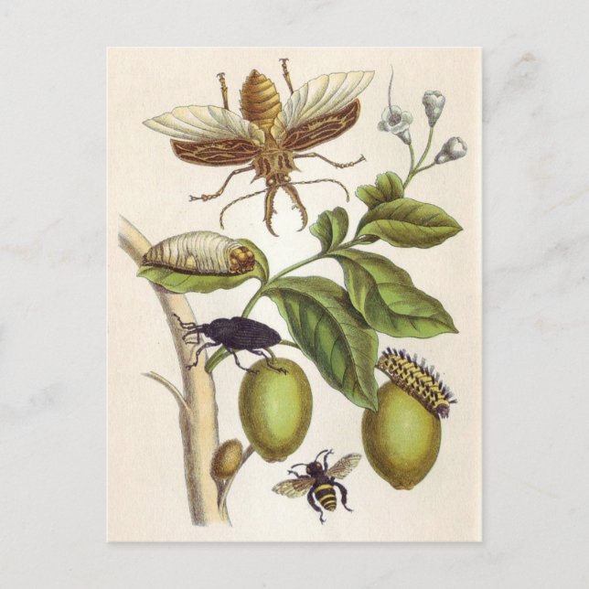 Carte Postale de l'insectorum Surinamensium de métamorphose, (Devant)