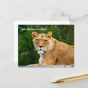 Carte postale de lion