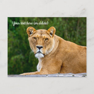 Carte postale de lion