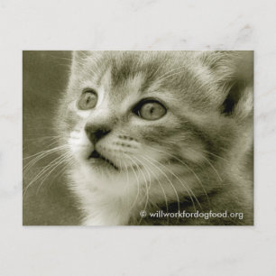 Carte postale de l'Oiseau