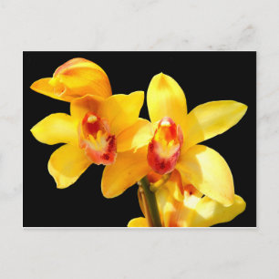 Carte postale de l'orchidée jaune
