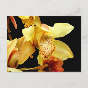 Carte postale de l'orchidée jaune pâle